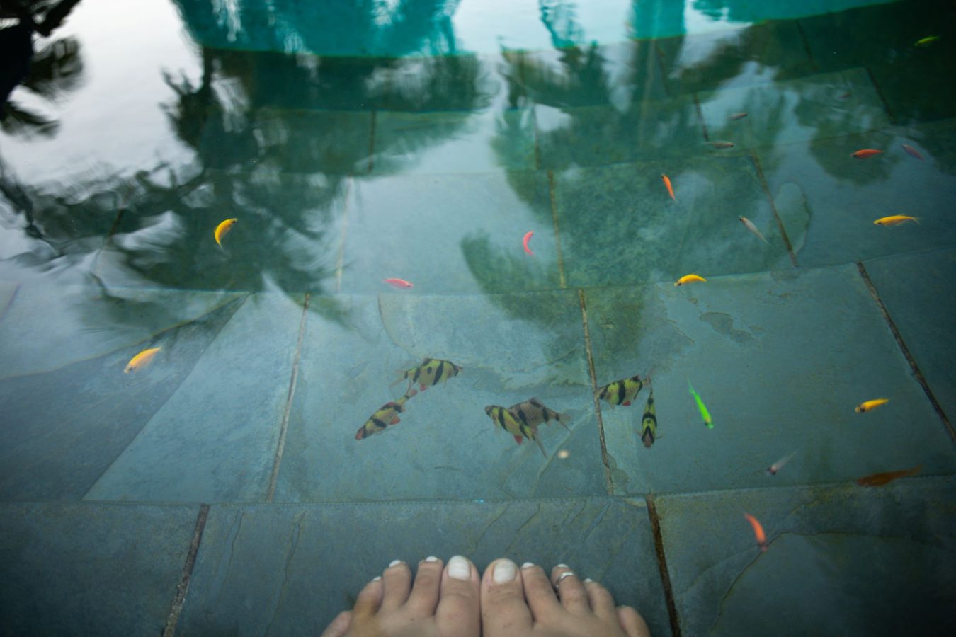 piscina ecológica